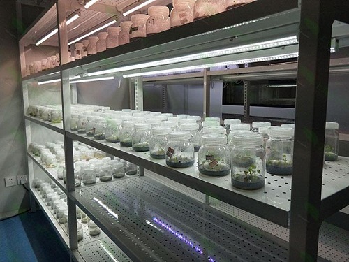 泰和植物组织培养实验室设计建设方案